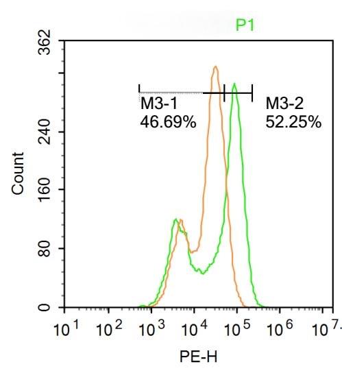 Anti-IFNAR1 Polyclonal Antibody