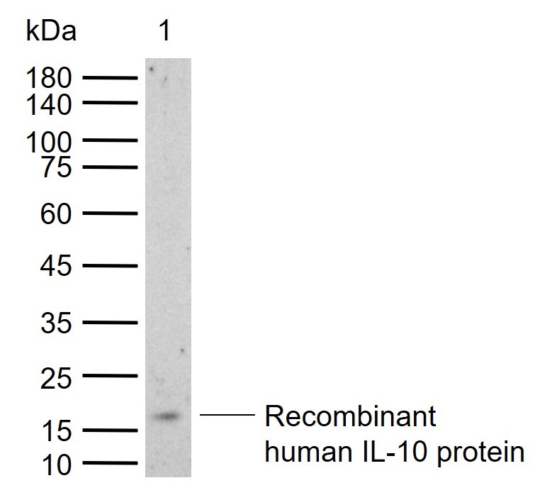 Anti-IL-10 Polyclonal Antibody 2