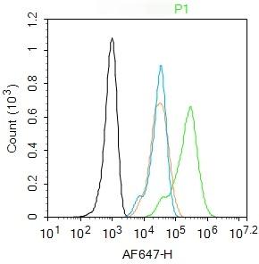 Anti-IGF2/IGF-II Polyclonal Antibody