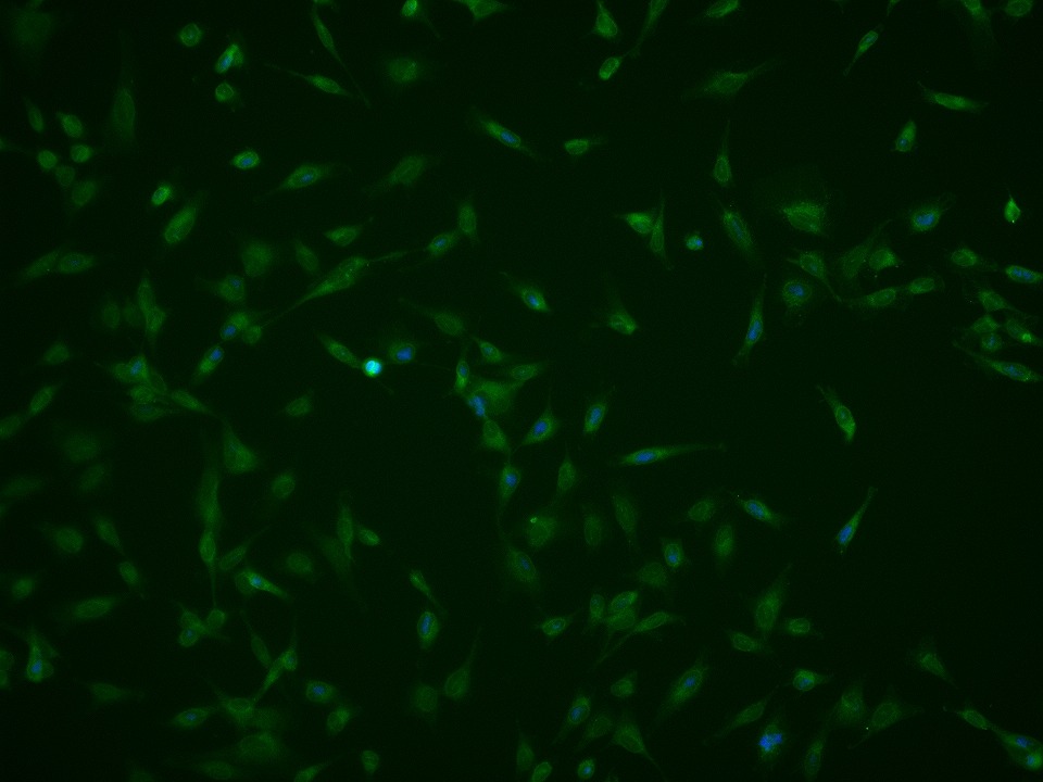 Anti-IFNAR1 Polyclonal Antibody