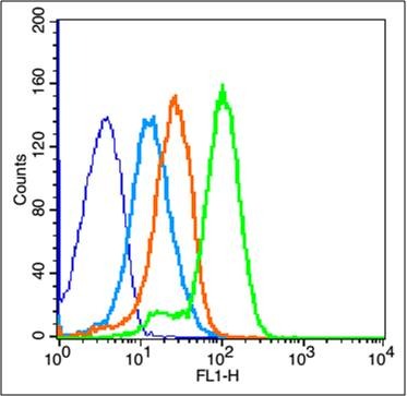 Anti-IGF1R/CD221 Polyclonal Antibody 2