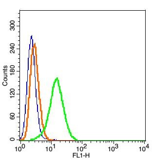 Anti-IGSF9 Polyclonal Antibody