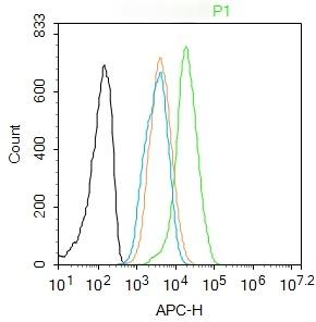 Anti-IkB alpha/NFKBIA Polyclonal Antibody