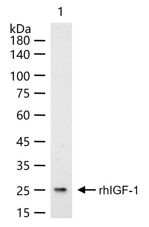 Anti-IGF1/IGF-I Polyclonal Antibody 2