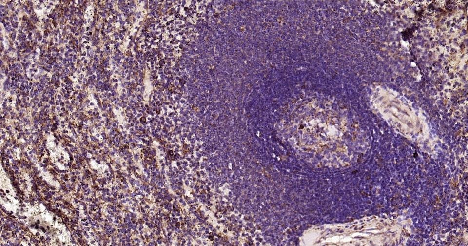 Anti-NLRP3 Polyclonal Antibody