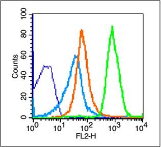 Anti-NKG2D/CD314 Polyclonal Antibody