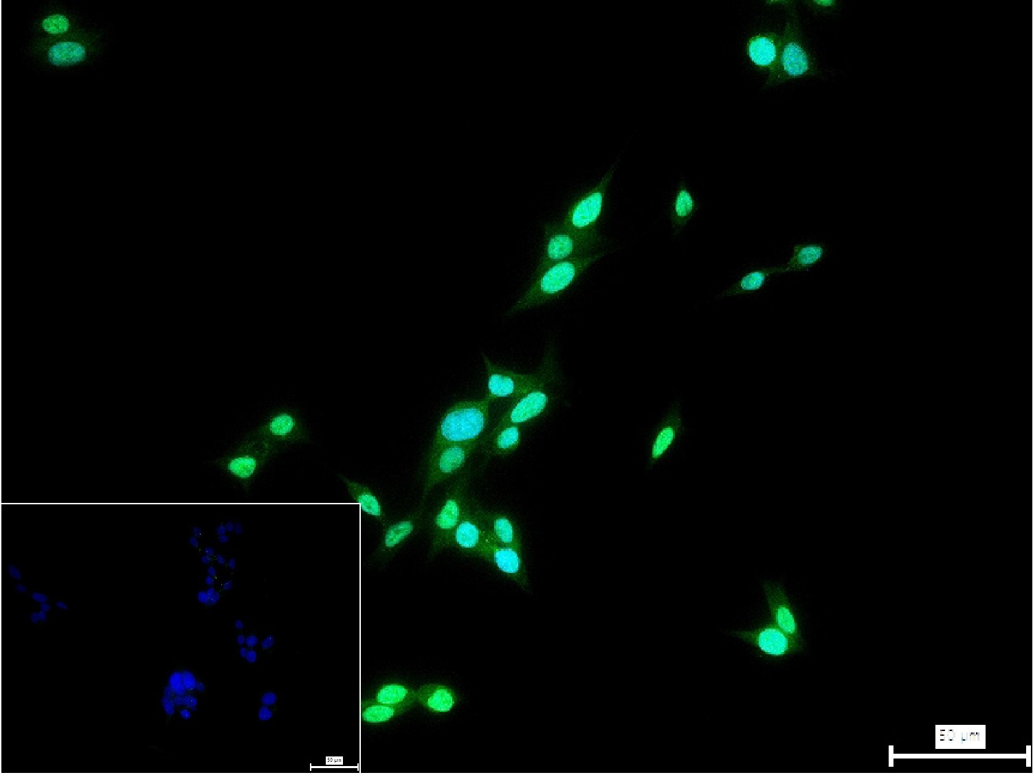 Anti-NKX2-1 Polyclonal Antibody