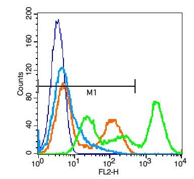 Anti-NCAM1 Polyclonal Antibody 2