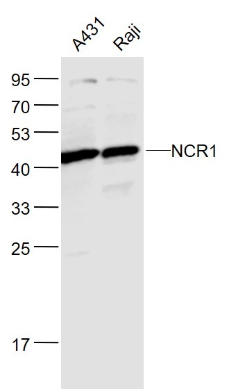 Anti-NKp46/NCR1 Polyclonal Antibody