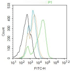 Anti-NKp46/NCR1 Polyclonal Antibody