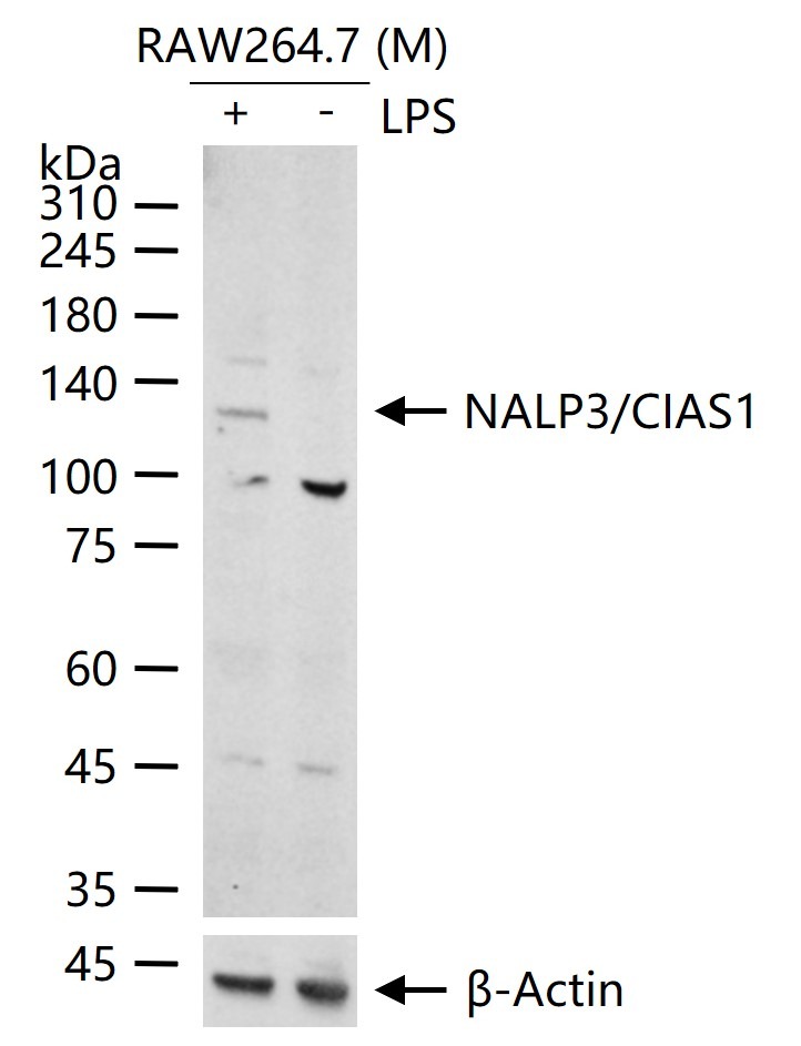 Anti-NLRP3 Polyclonal Antibody