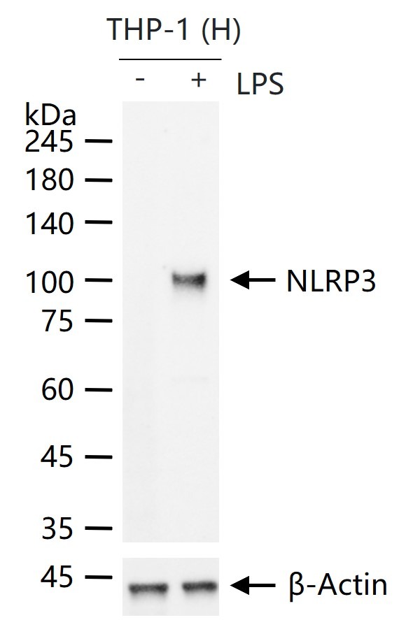 Anti-NLRP3 Polyclonal Antibody 5