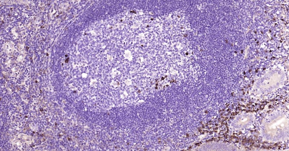 Anti-NLRP3 Polyclonal Antibody