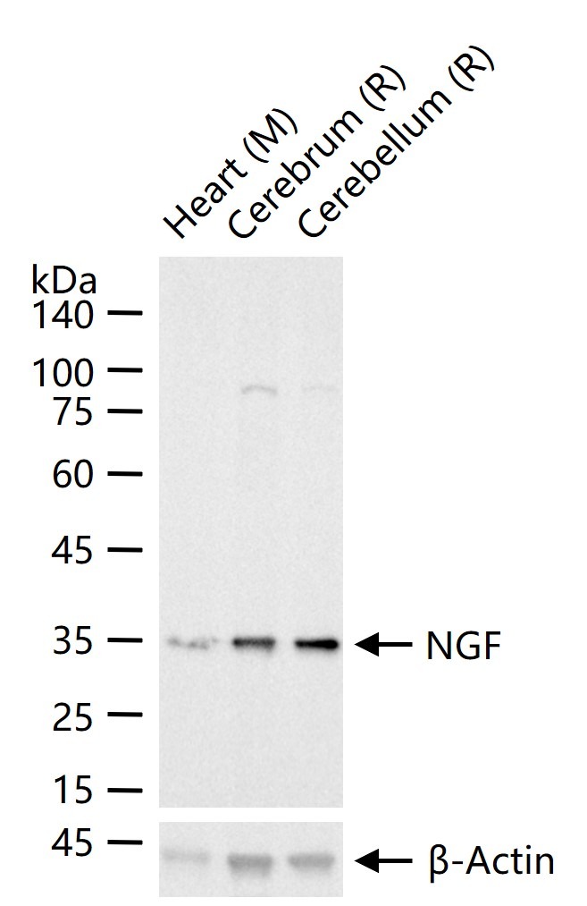 Anti-NGF Antibody (1M564)
