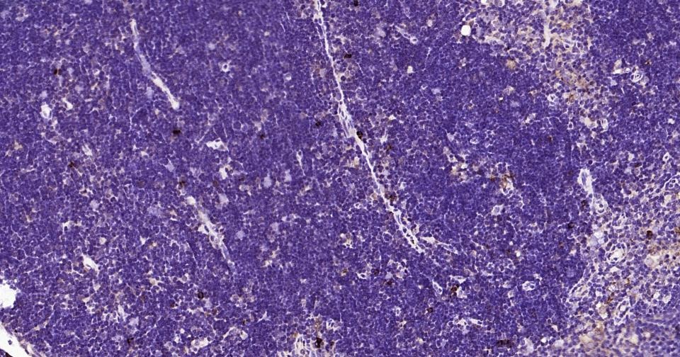 Anti-NLRP3 Polyclonal Antibody