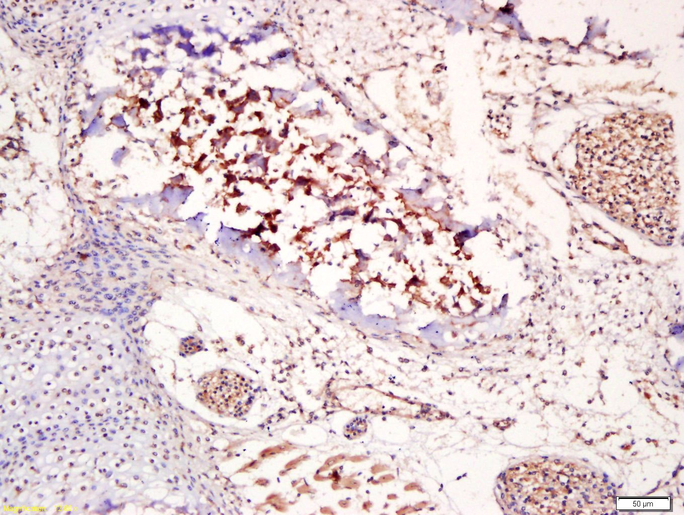 Anti-Osteocalcin Polyclonal Antibody