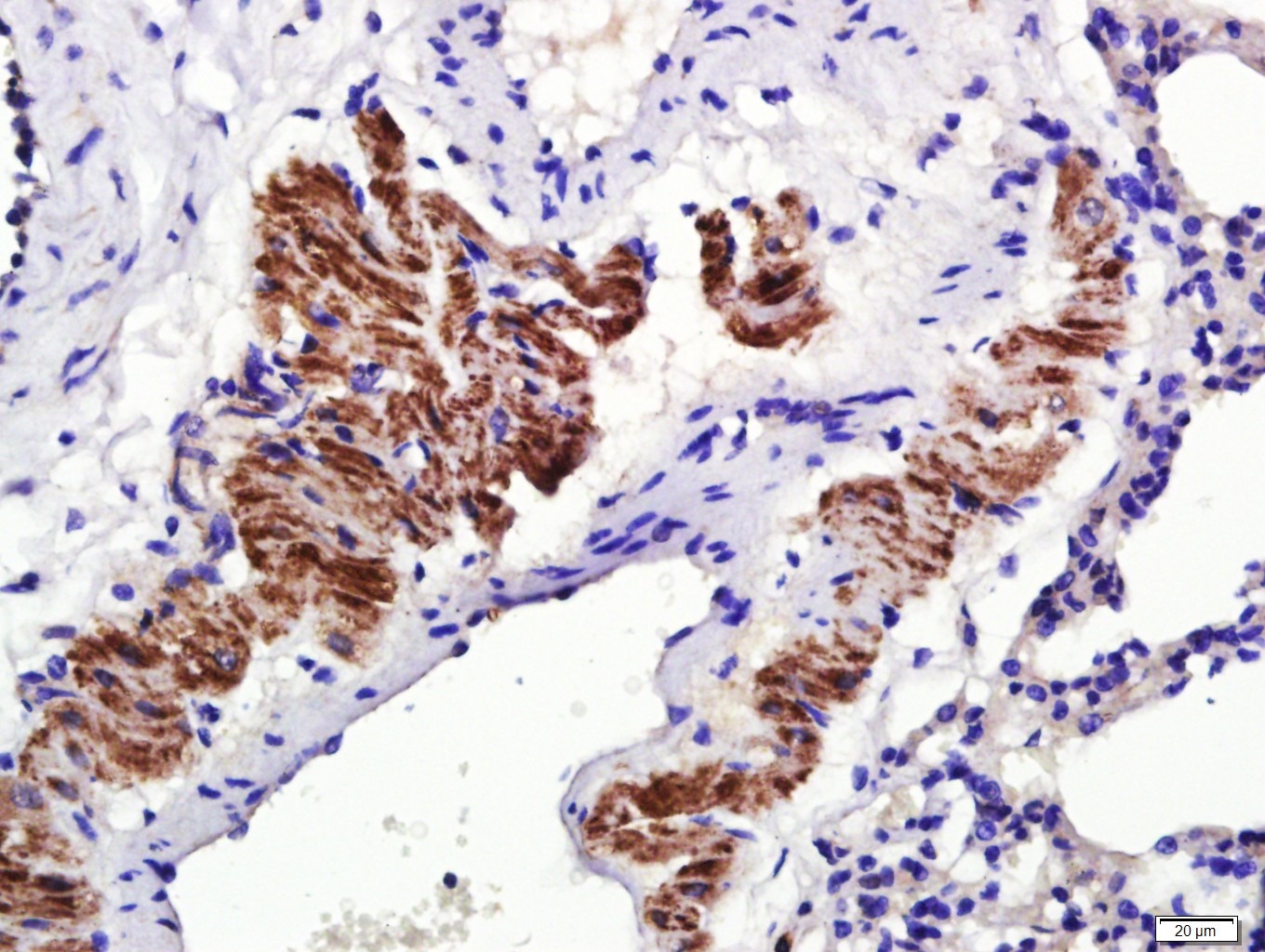 Anti-Osteopontin Polyclonal Antibody 3