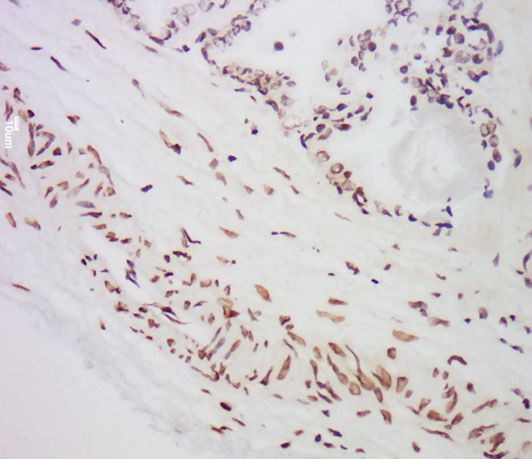 Anti-MST1 Polyclonal Antibody