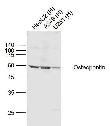 Anti-Osteopontin Polyclonal Antibody 2