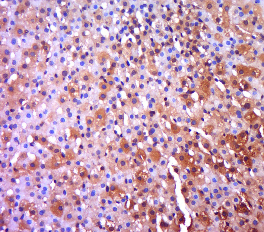 Anti-Netrin-1 Polyclonal Antibody