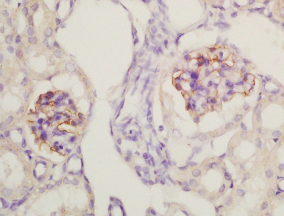 Anti-Nephrin Polyclonal Antibody