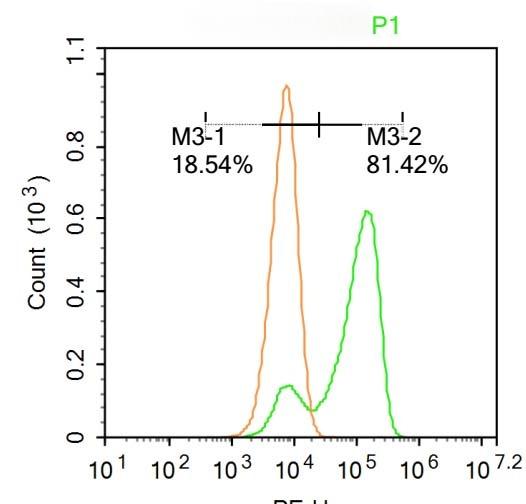 Anti-NeuN Polyclonal Antibody