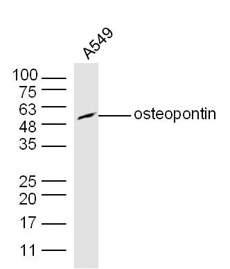 Anti-Osteopontin Polyclonal Antibody