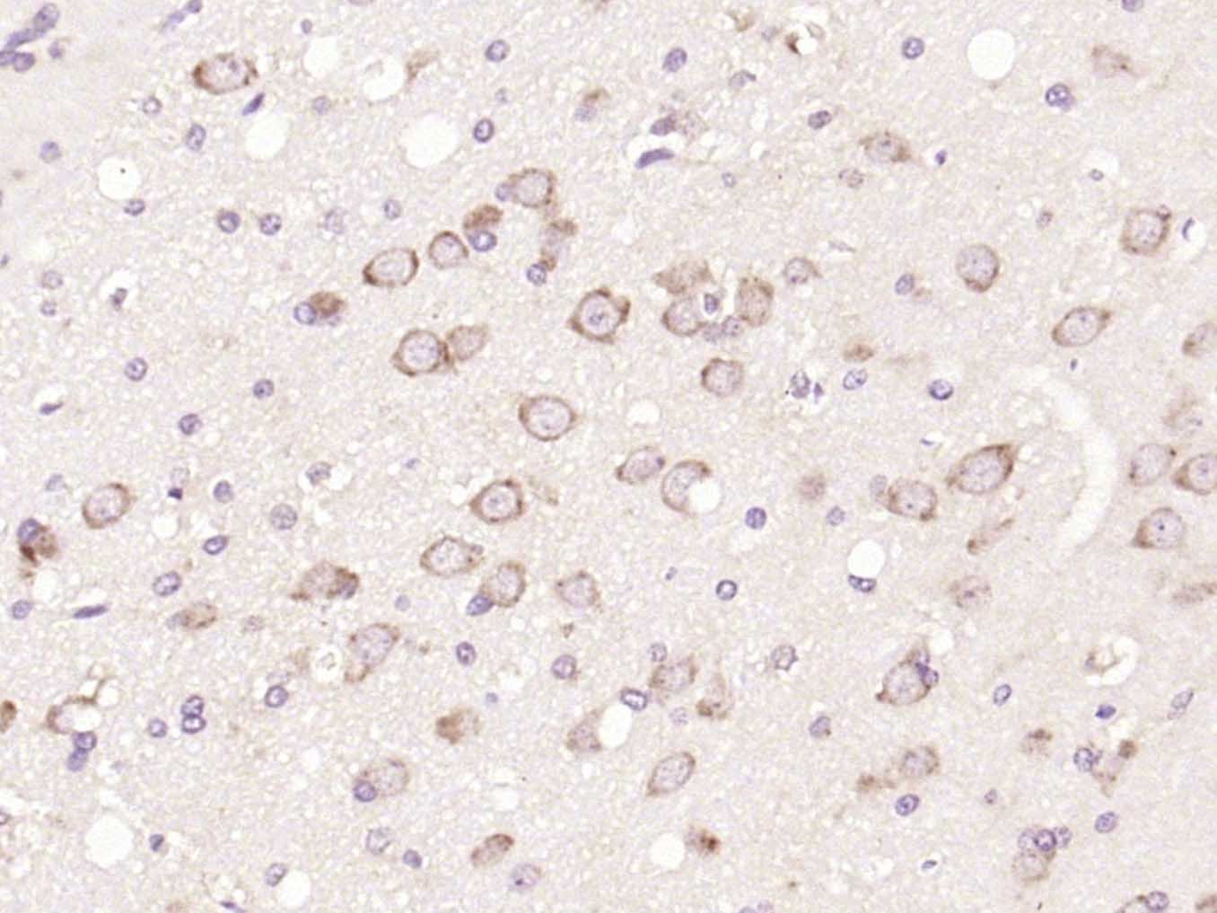 Anti-mTOR Polyclonal Antibody