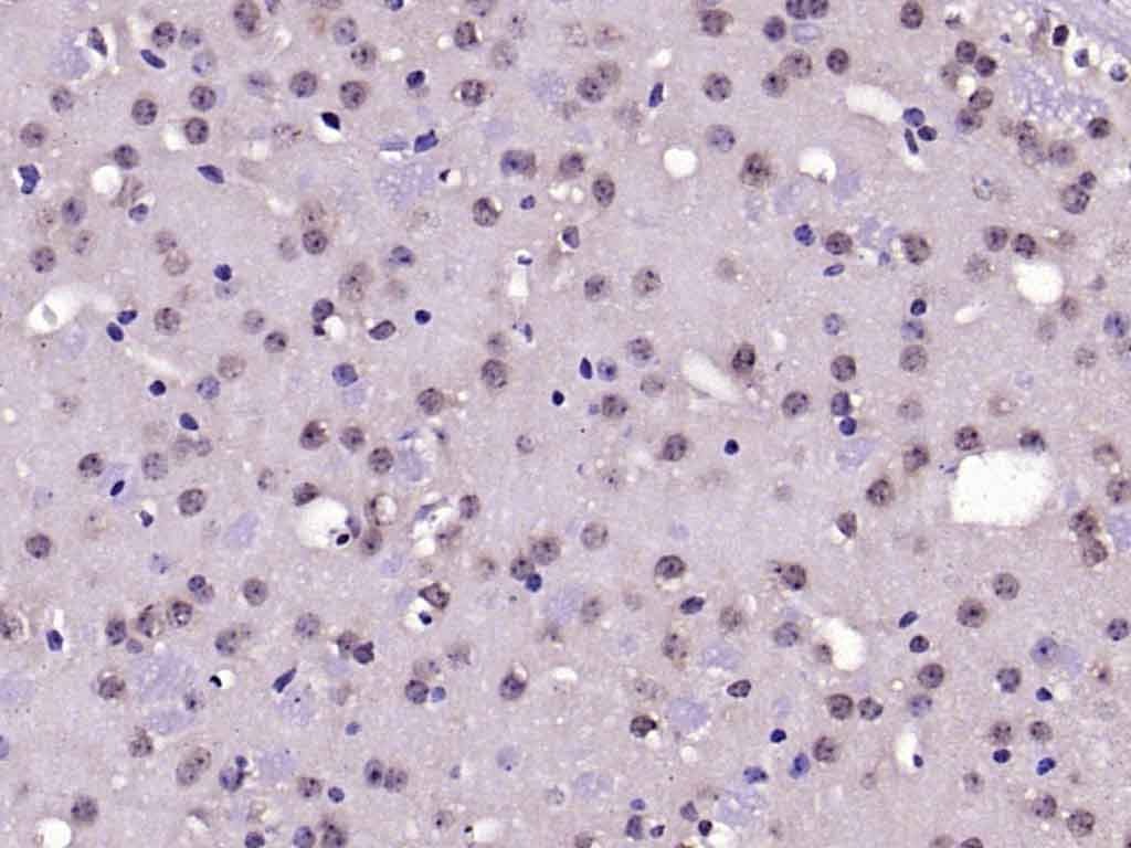 Anti-NeuN Polyclonal Antibody 2