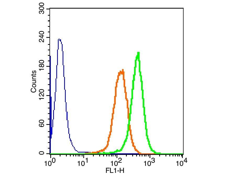 Anti-MSX1 Polyclonal Antibody