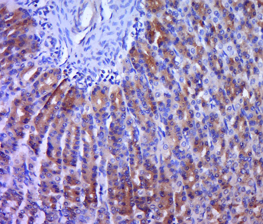 Anti-Netrin-1 Polyclonal Antibody