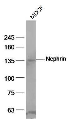 Anti-Nephrin Polyclonal Antibody