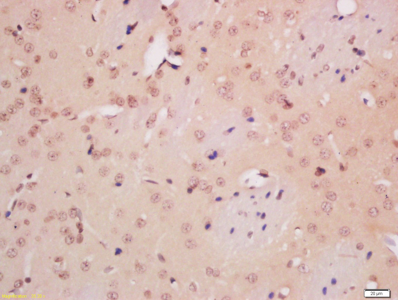 Anti-NeuN Polyclonal Antibody