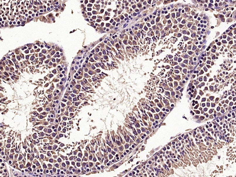 Anti-mTOR Polyclonal Antibody