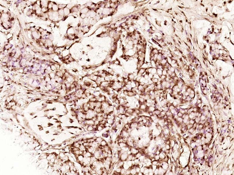 Anti-MST1 Polyclonal Antibody