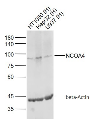 Anti-NCOA4 Polyclonal Antibody