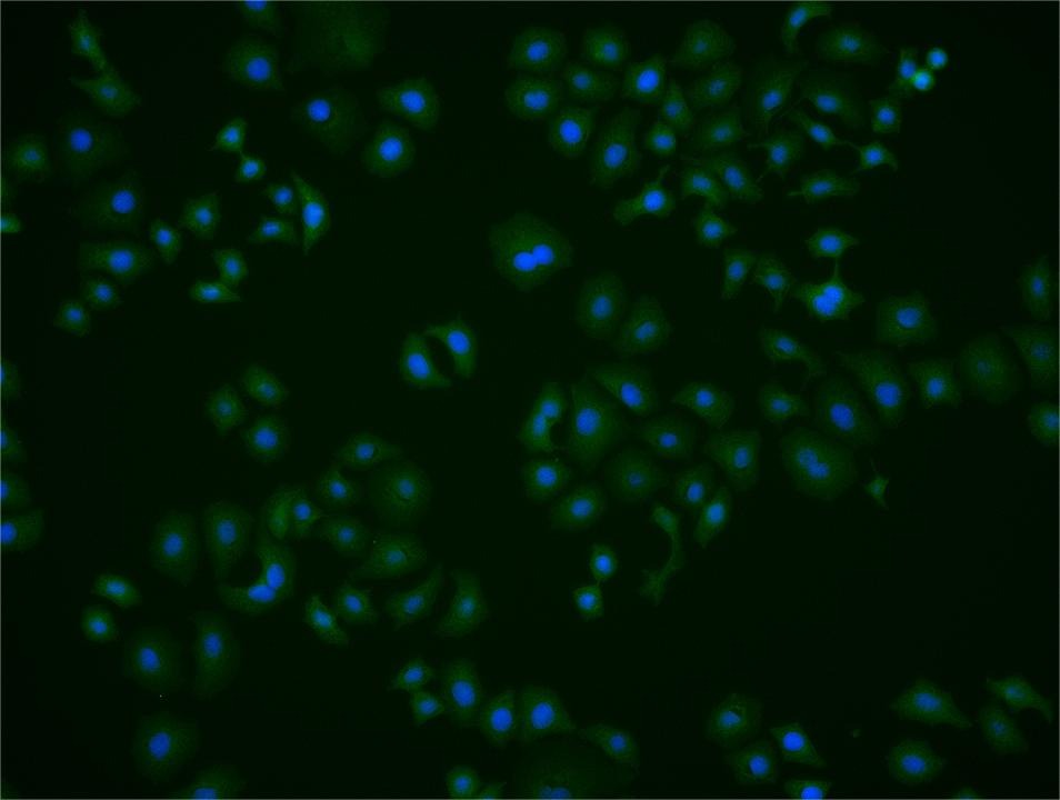 Anti-MST1 Polyclonal Antibody