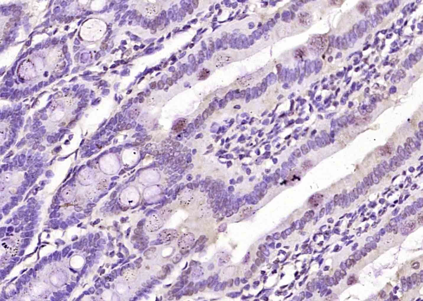 Anti-MSGN1 Polyclonal Antibody