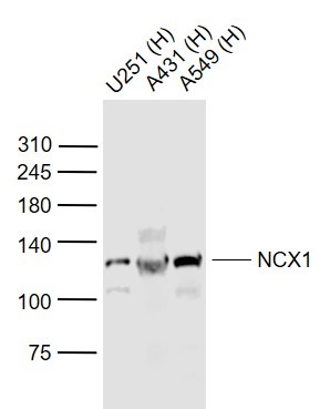 Anti-NCX1 Polyclonal Antibody