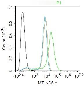 Anti-MT-ND6 Polyclonal Antibody