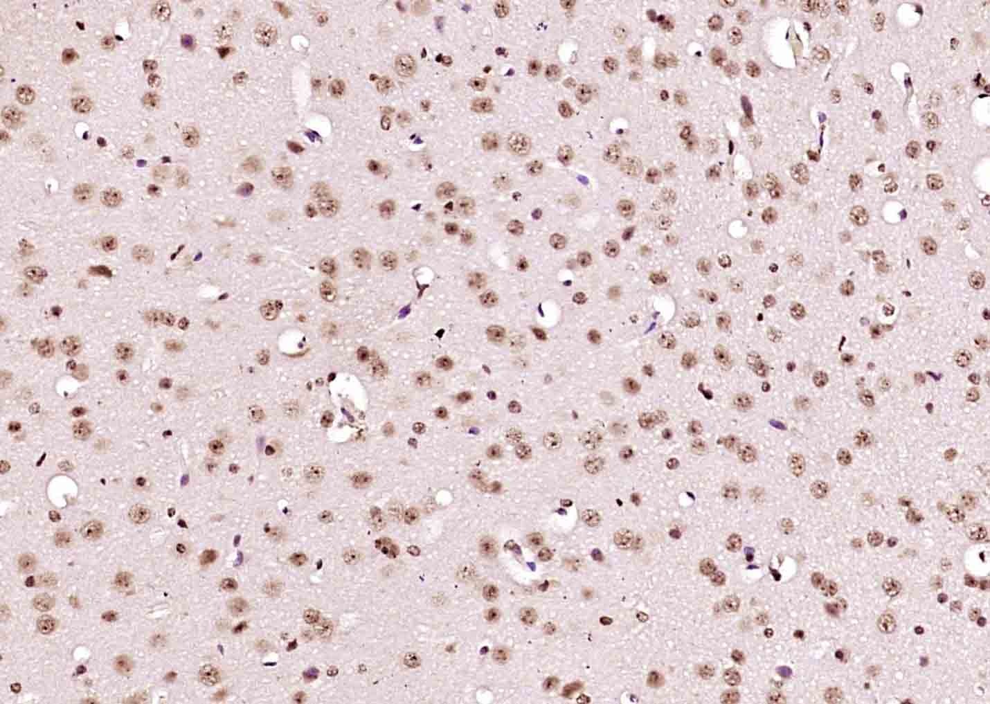 Anti-NEK7 Polyclonal Antibody