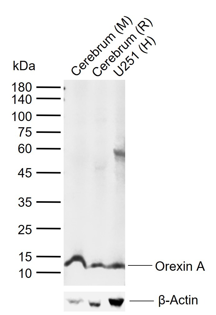 Anti-Orexin A Polyclonal Antibody