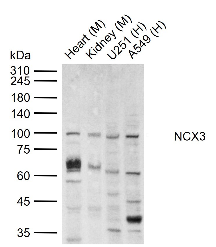 Anti-NCX3 Polyclonal Antibody