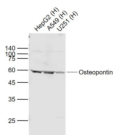 Anti-Osteopontin Polyclonal Antibody 3