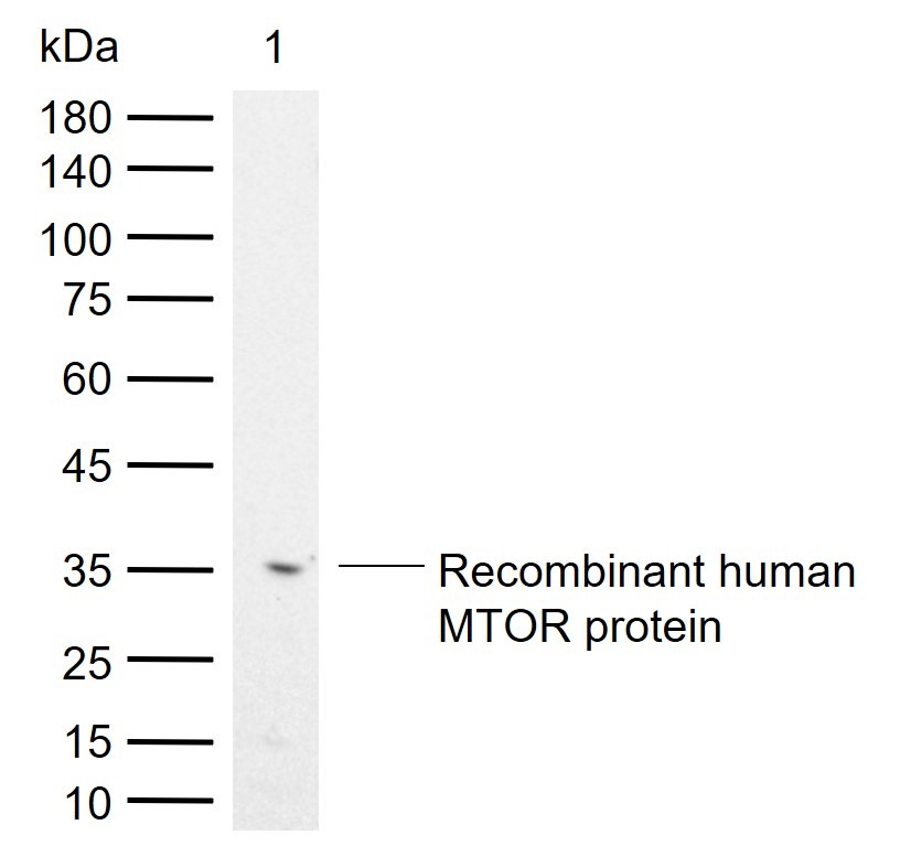 Anti-mTOR Polyclonal Antibody