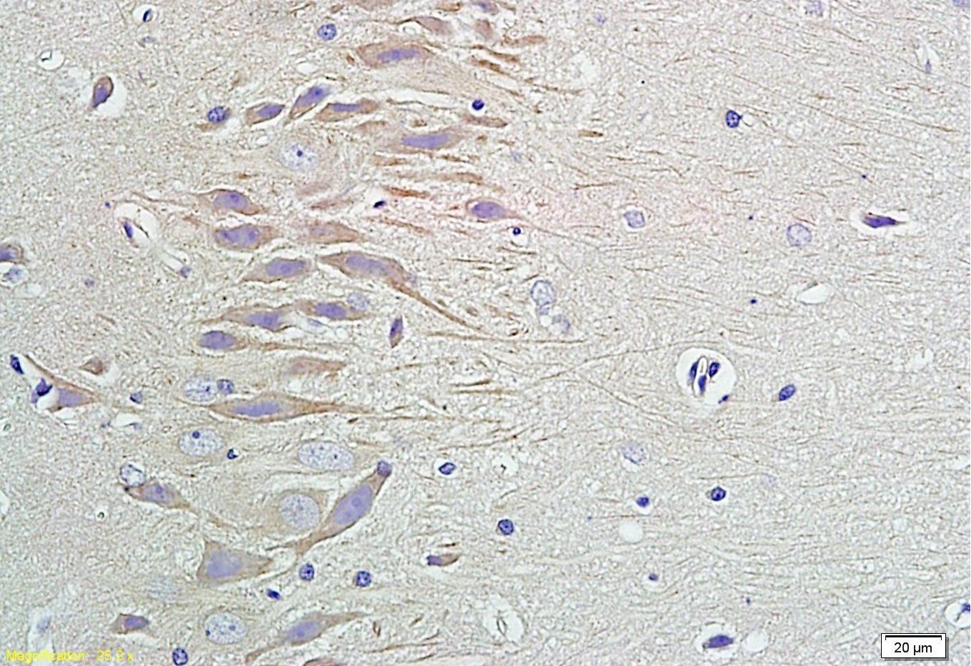 Anti-Neuropeptide Y Polyclonal Antibody