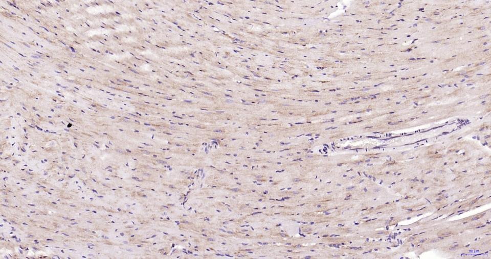 Anti-NFE2L2 Polyclonal Antibody
