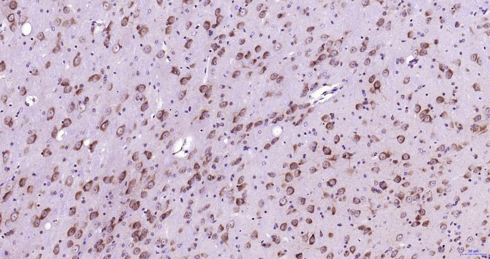Anti-NFE2L2 Polyclonal Antibody
