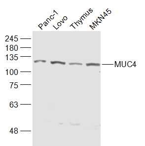Anti-Mucin-4/MUC4 Polyclonal Antibody