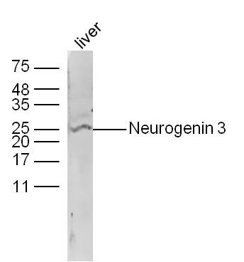 Anti-Neurogenin 3 Polyclonal Antibody